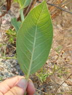 Jatropha elliptica (Pohl) Oken的圖片