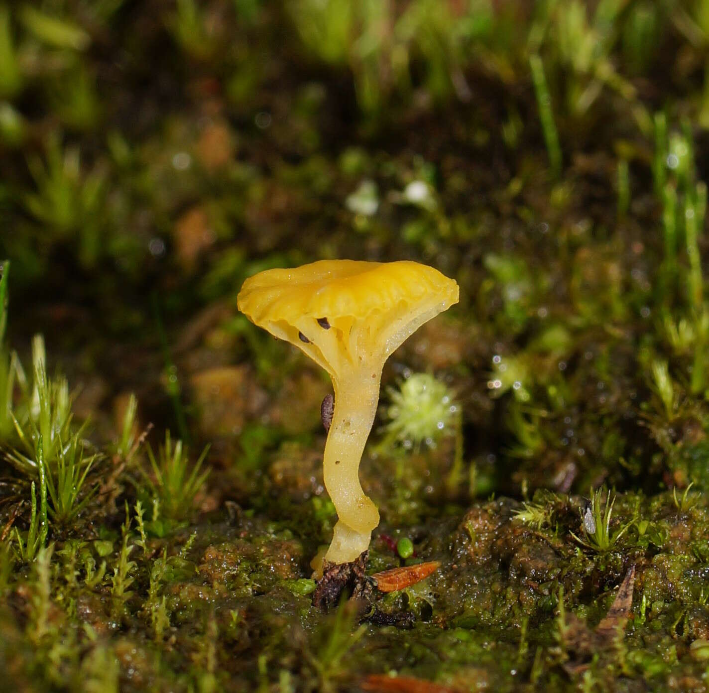 صورة Lichenomphalia chromacea (Cleland) Redhead, Lutzoni, Moncalvo & Vilgalys 2002