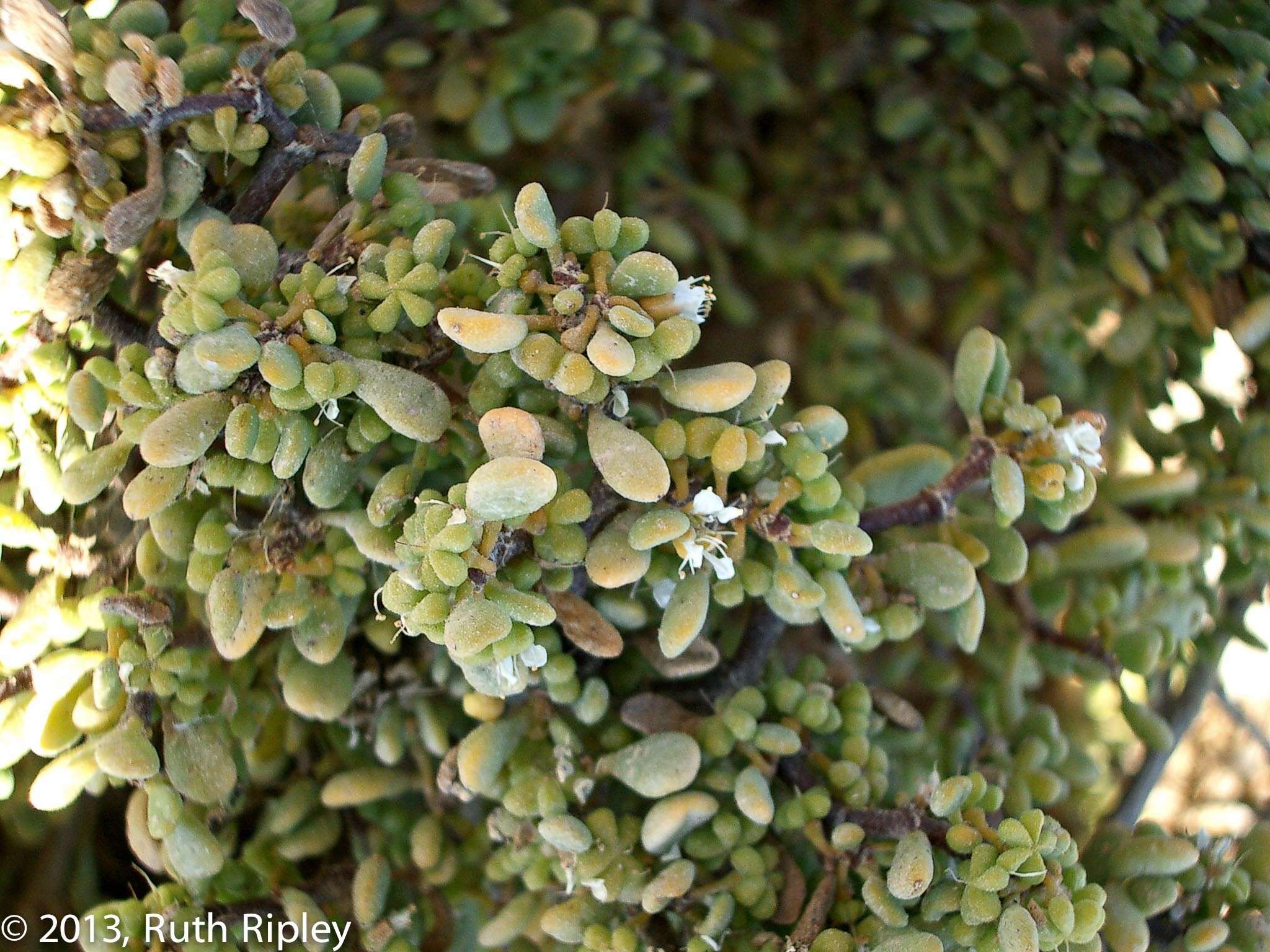 Image of Tetraena clavata (Schltr. & Diels) Beier & Thulin