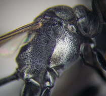 Image of Ammophila terminata F. Smith 1856
