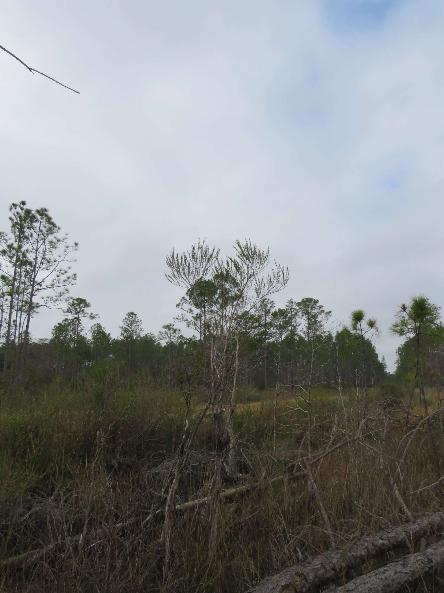 Image of Apalachicola St. John's-Wort