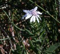 Sivun Olearia paucidentata (Steetz) F. Müll. ex Benth. kuva