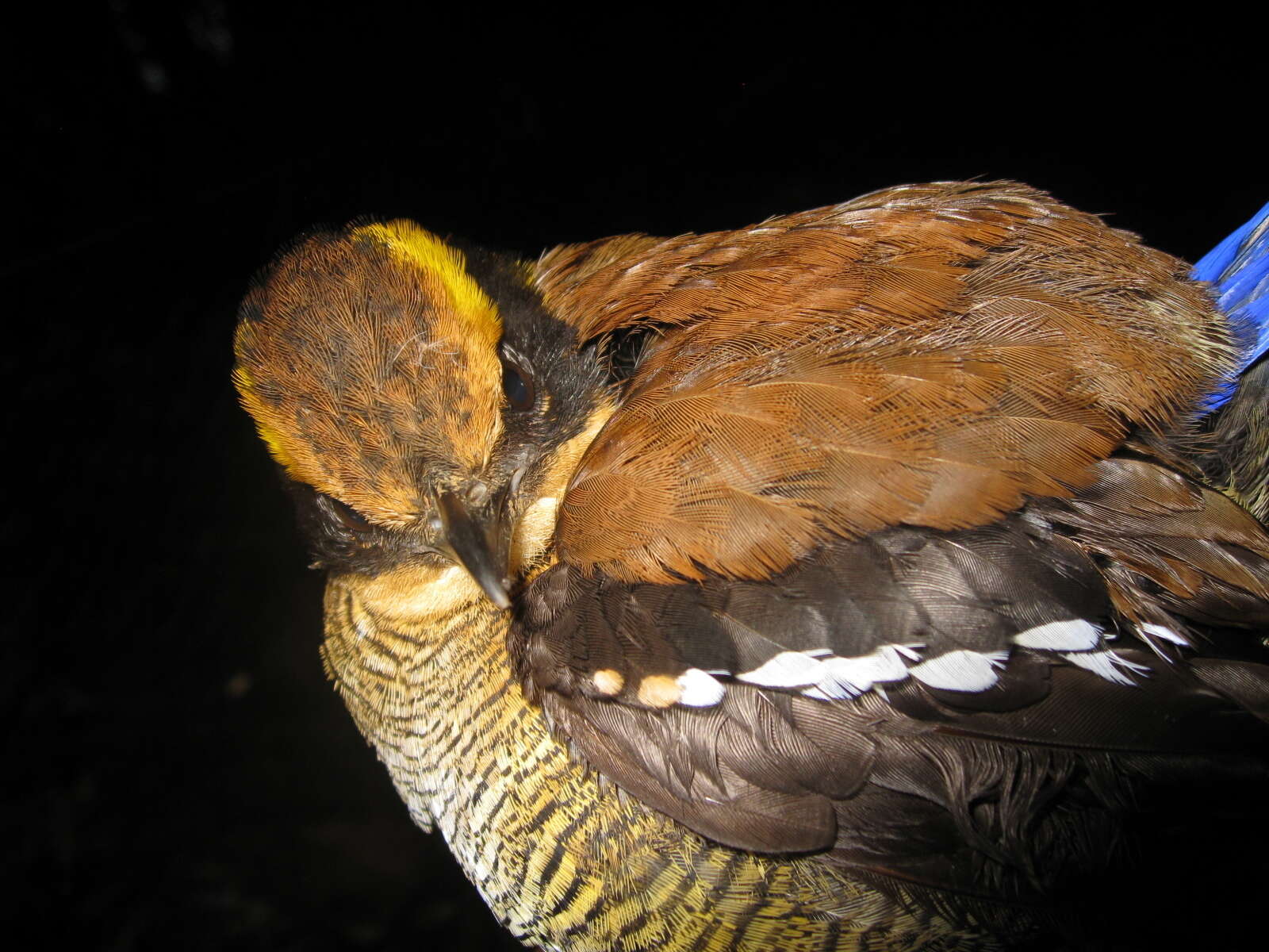 Hydrornis schwaneri (Bonaparte 1850)的圖片