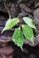 Image of Begonia palawanensis Merr.