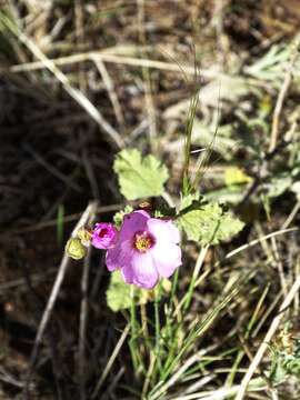 Image of Sphaeralcea mendocina Phil.