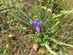 Image of bowltube iris