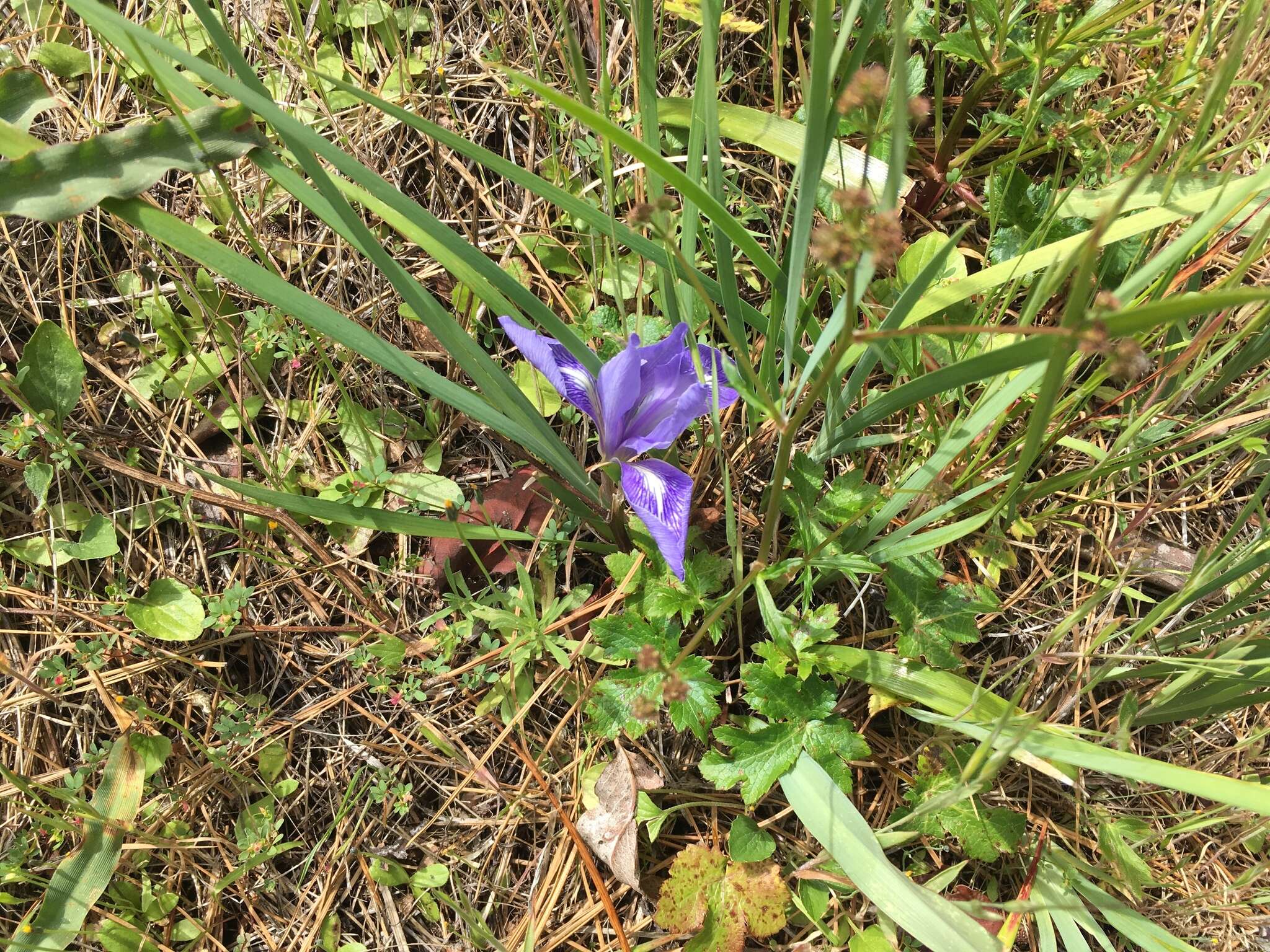 Image of bowltube iris