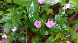 Image of Impatiens minor (DC.) S. S. R. Bennet