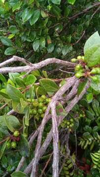 Image of Vaccinium madagascariense (Thou. ex Poir.) Sleum.