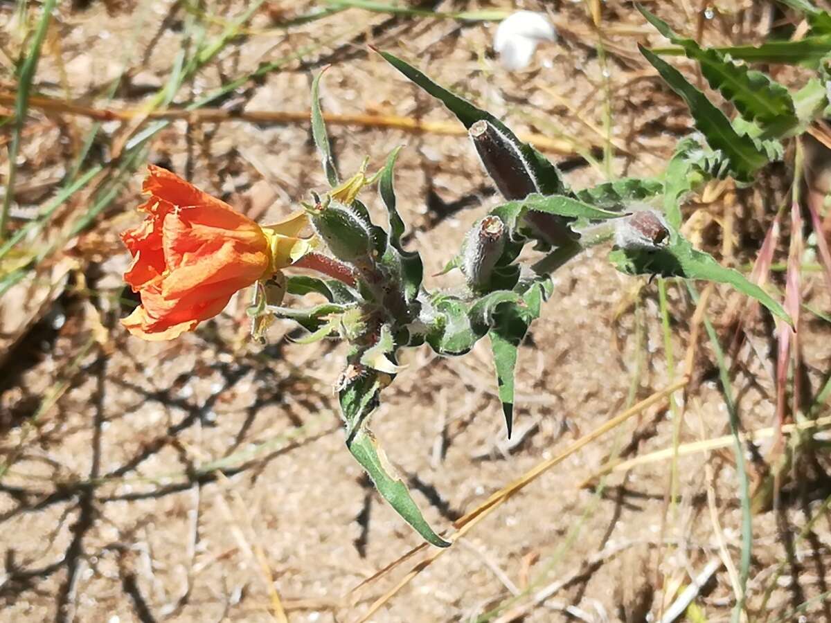 Image of Argentine evening primrose