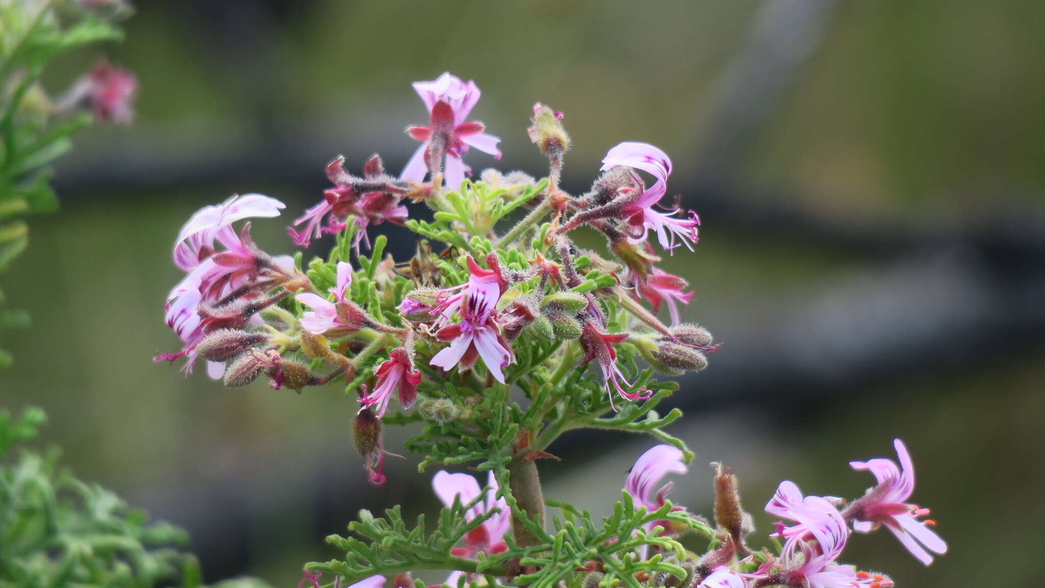 Image of rasp-leaf pelargonium