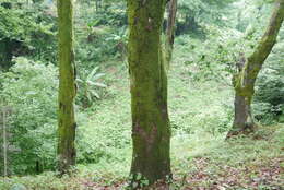 Image of Chestnut-leaved Oak