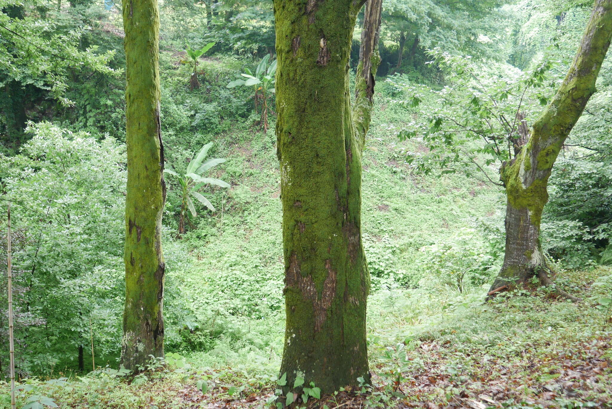 Image of Chestnut-leaved Oak