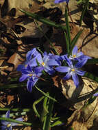 Image de Scilla luciliae (Boiss.) Speta