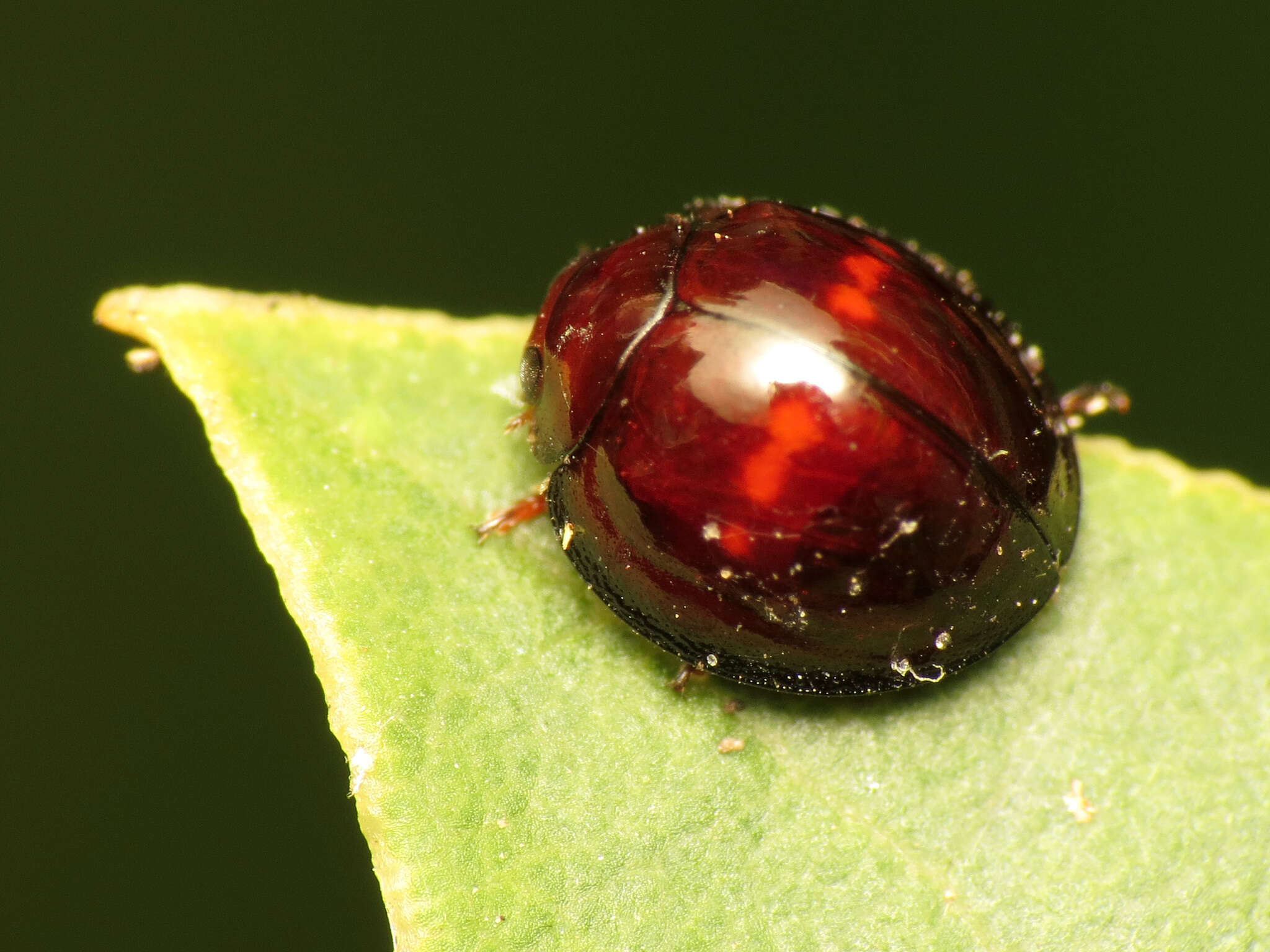 Image of heather ladybird