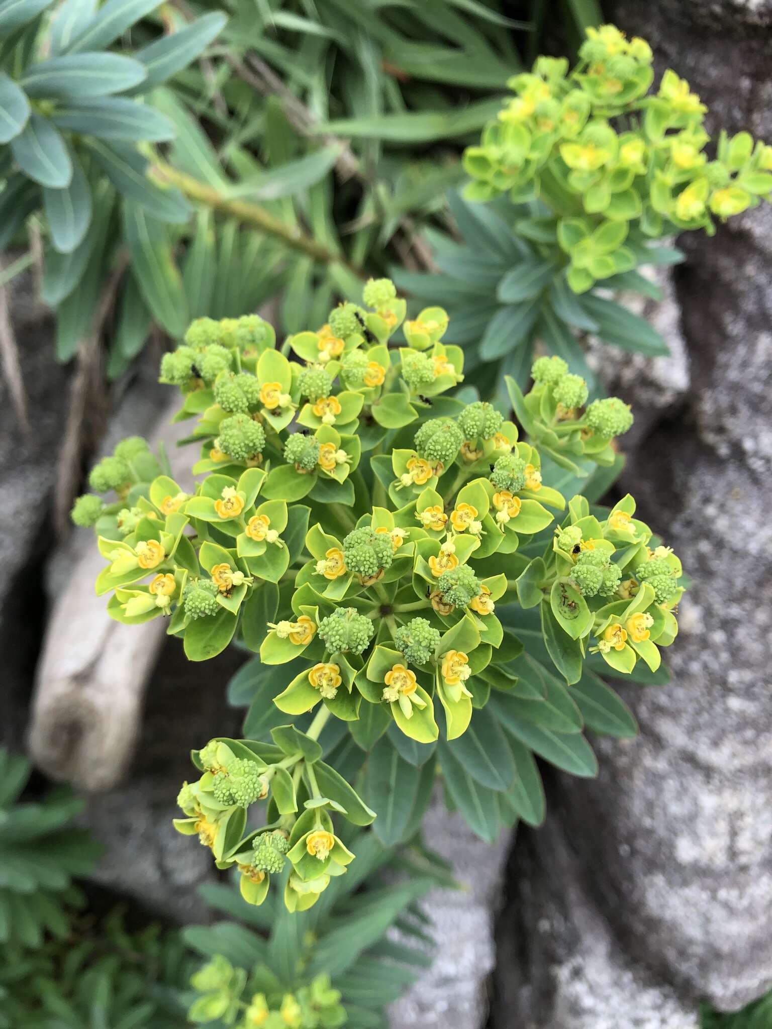 Слика од Euphorbia jolkinii Boiss.