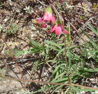 Image of Hermannia bicolor Dinter & Engl.