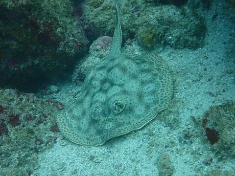 Image of Central American round stingray