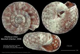 Image of Allodiscus climoi B. A. Marshall & Barker 2008