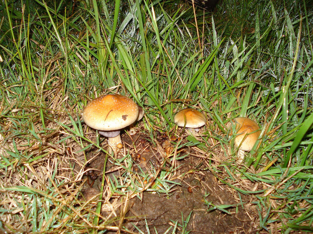 Image de Psilocybe cubensis (Earle) Singer 1948