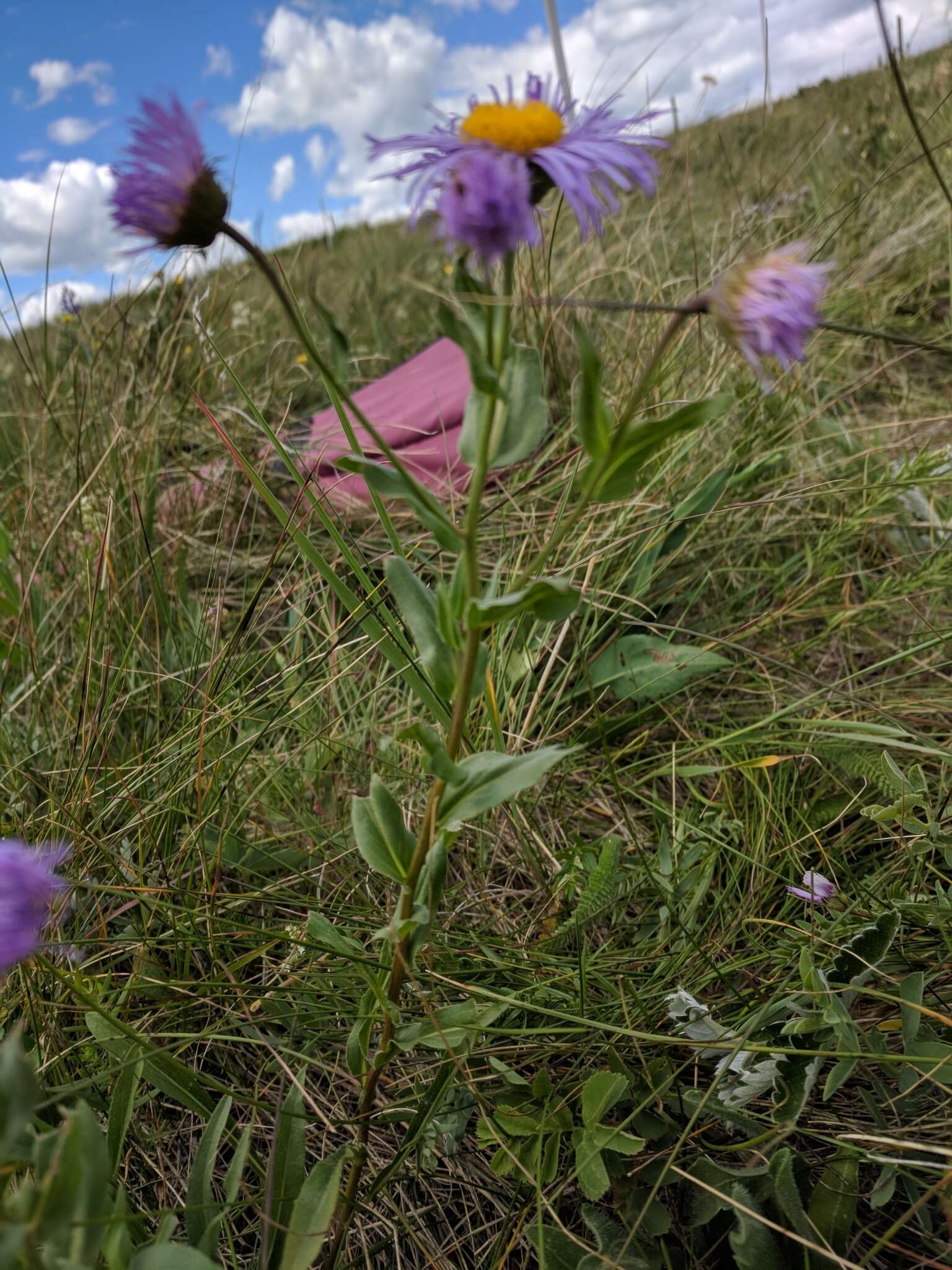 Image of aspen fleabane