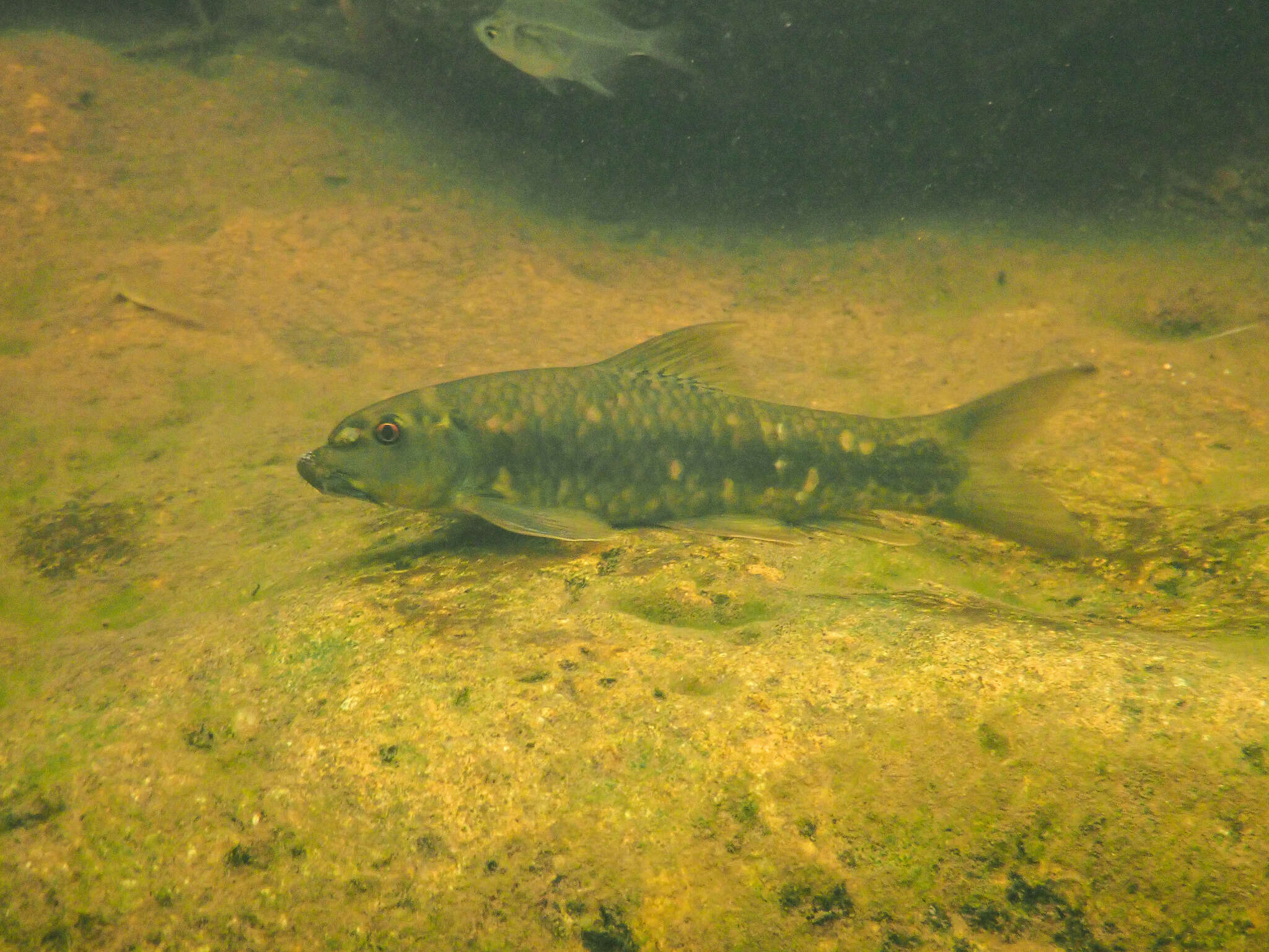 Image of Garra orientalis Nichols 1925