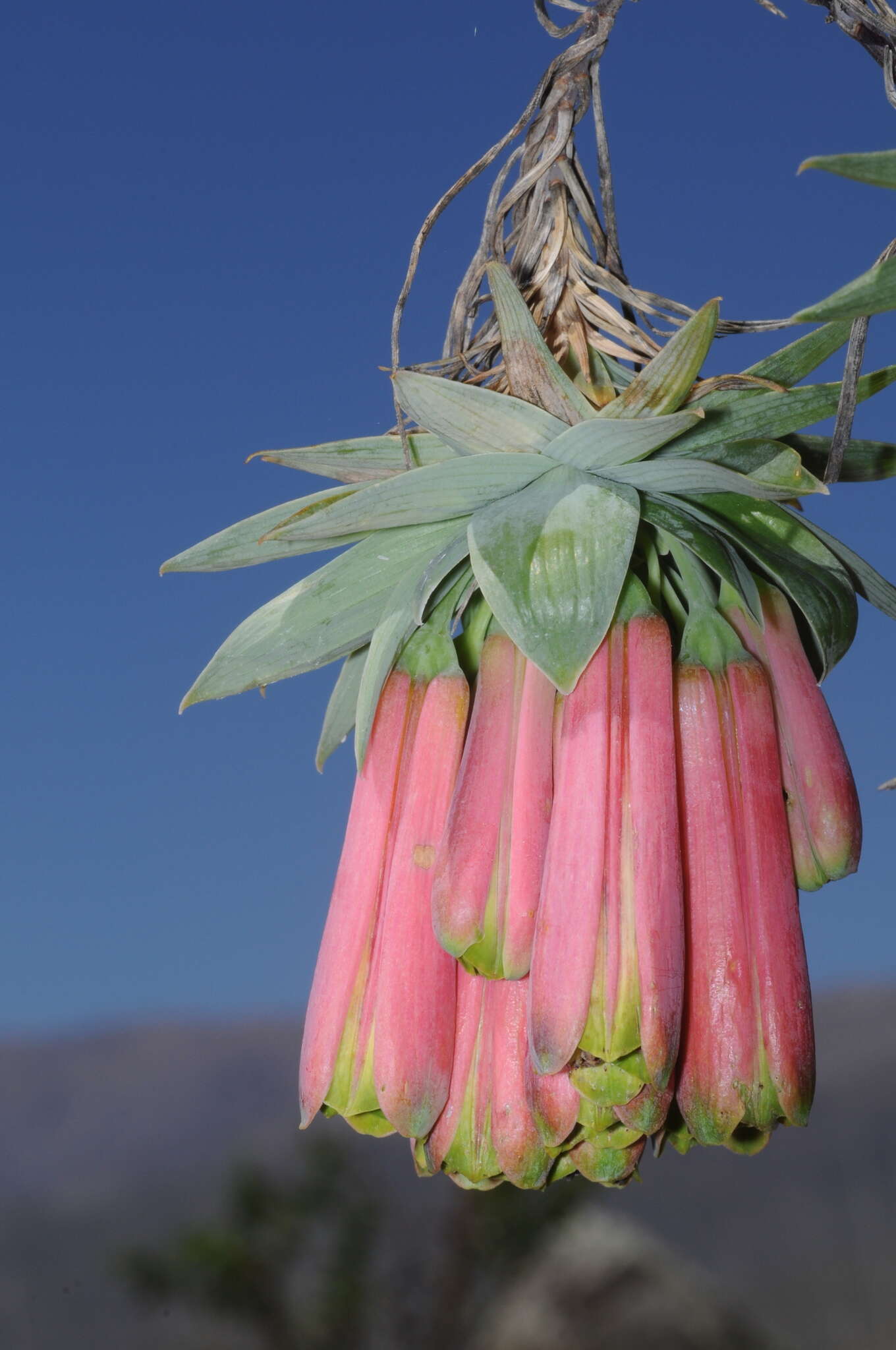 Image of Bomarea macrocephala Pax