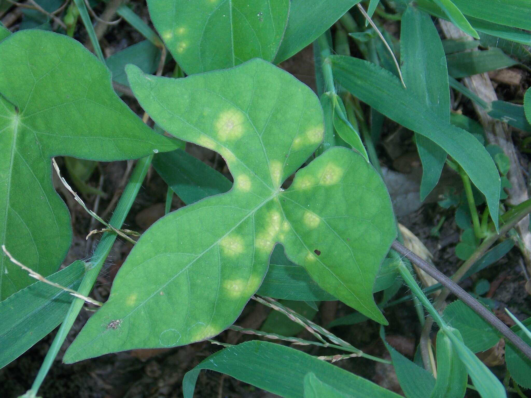 Image of Albugo ipomoeae-panduratae