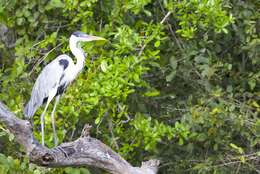 Image of Cocoi Heron