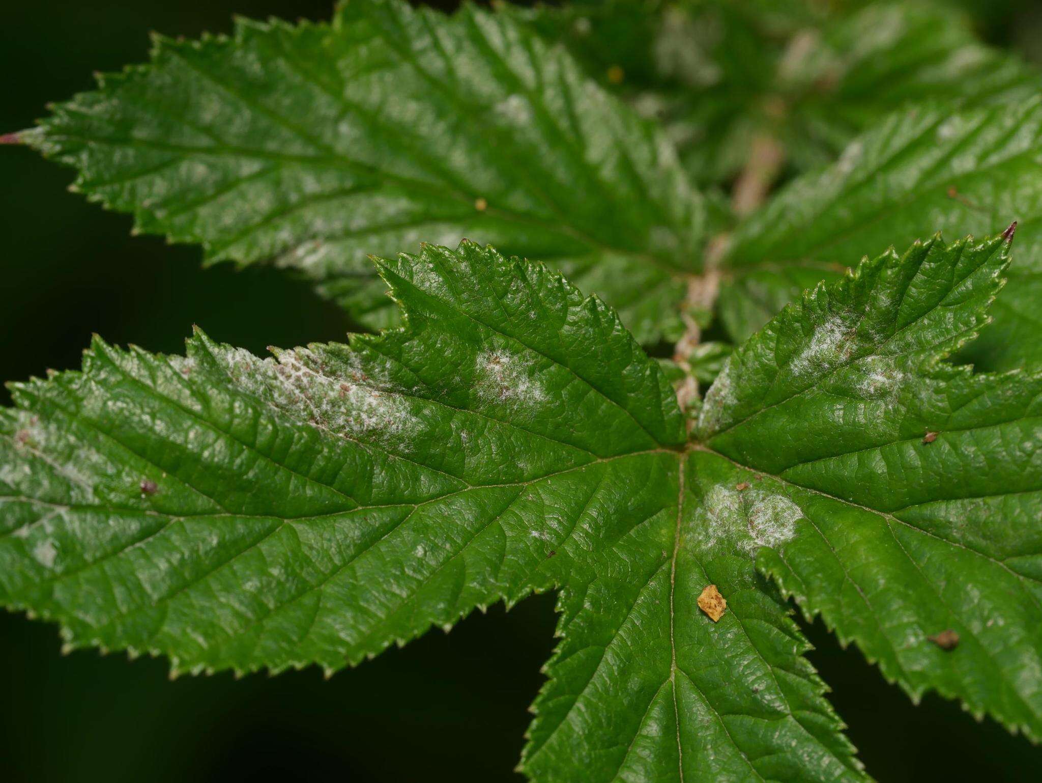 Image of Podosphaera filipendulae (Z. Y. Zhao) T. Z. Liu & U. Braun 2010