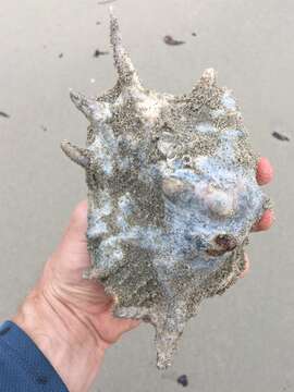 Image of spider conch