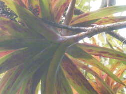 Image of Dracophyllum latifolium A. Cunn.