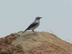 Image of Mountain Wheatear