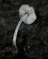 Image of Pluteus hispidulus (Fr.) Gillet 1876