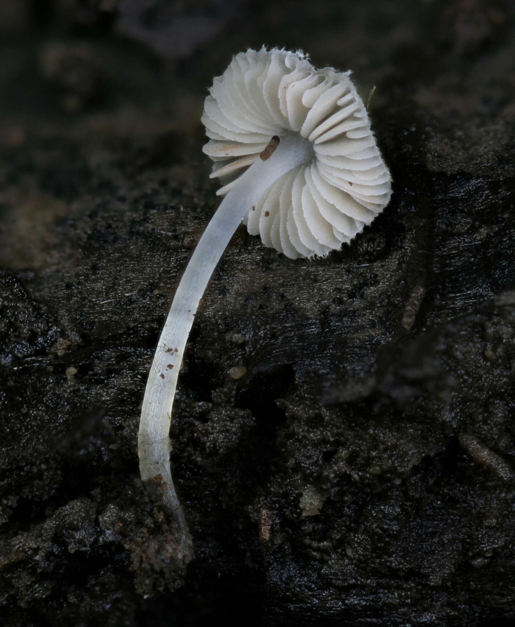 Imagem de Pluteus hispidulus (Fr.) Gillet 1876