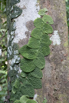 Image of Piper clypeatum Wall.