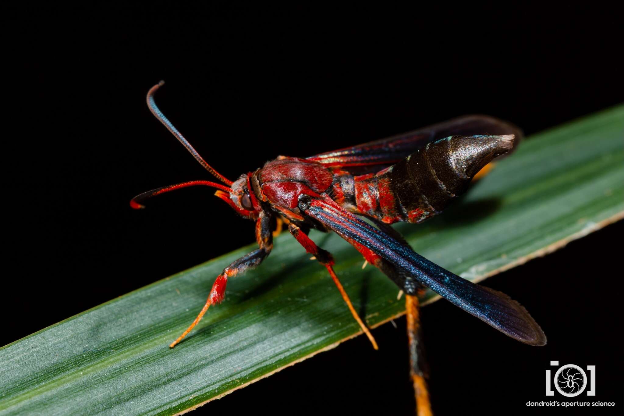 Image of Ash/Lilac Borers