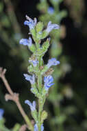 Image of West Indian sage