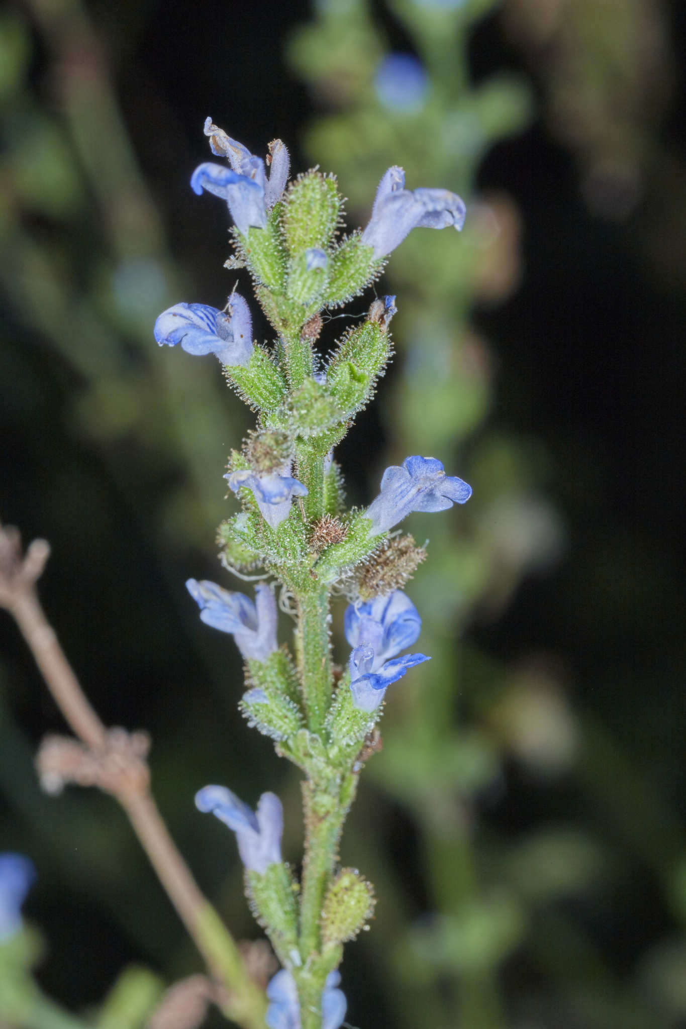 Image of West Indian sage