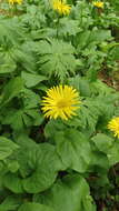 Слика од Doronicum altaicum Pall.