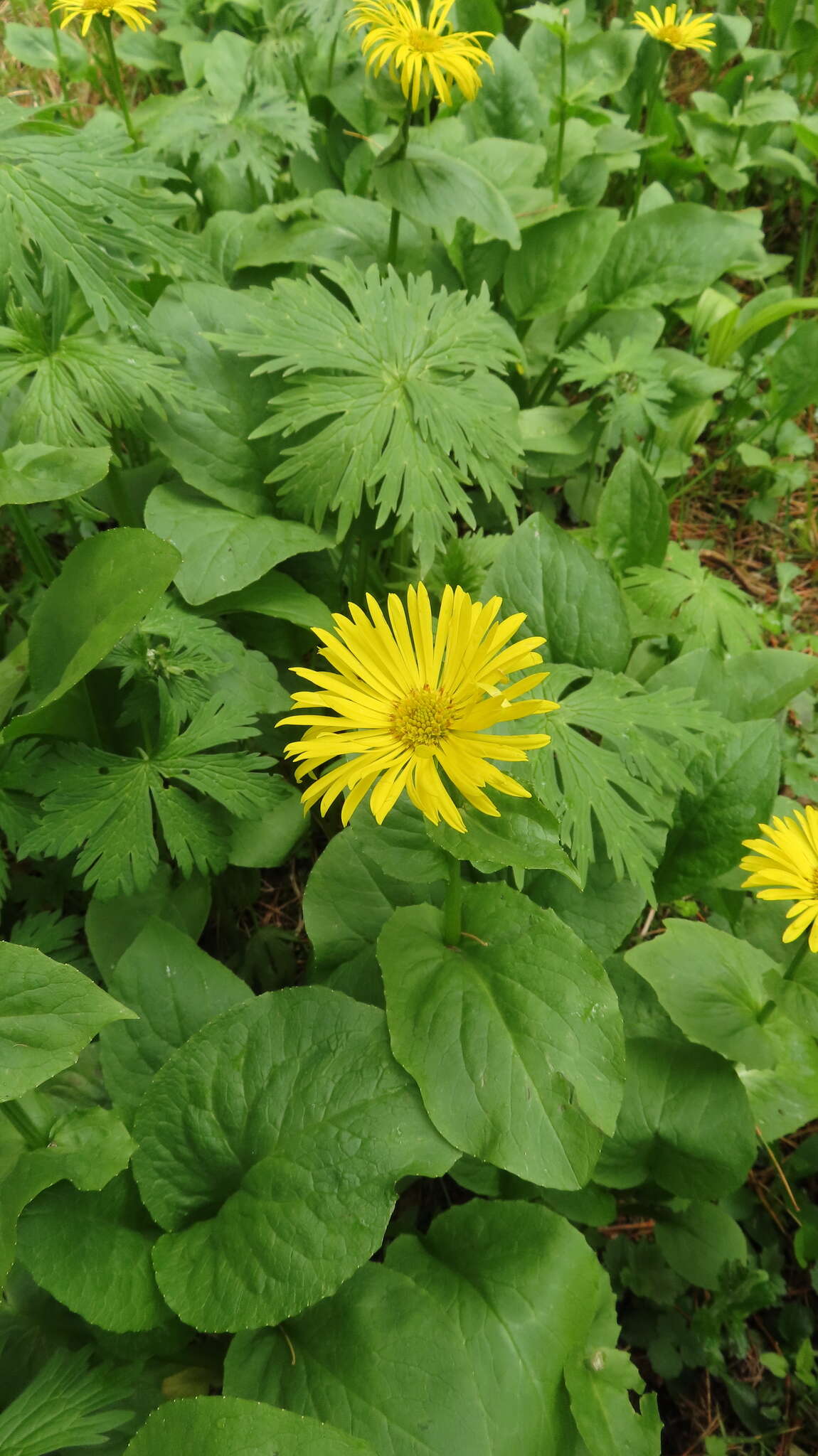 Image of Doronicum altaicum Pall.