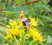 Image of Frigid Bumble Bee