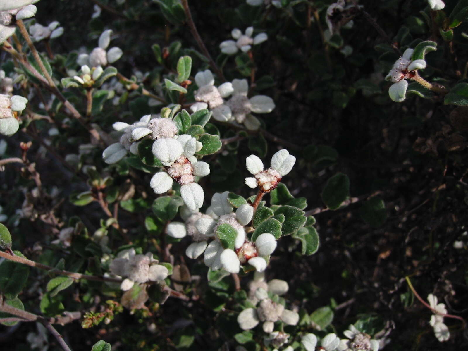 Image of Spyridium coactilifolium Reiss.