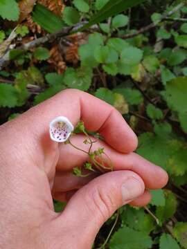 Image of New Zealand calceolaria