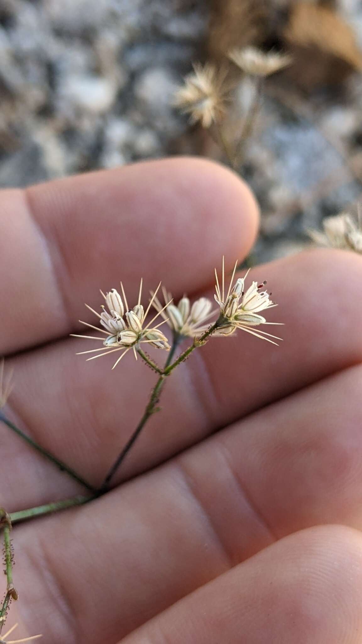 Acanthoscyphus parishii (Parry) Small的圖片