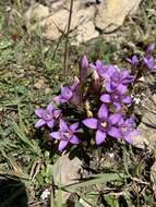 Imagem de Gentianella germanica (Willd.) E. F. Warburg