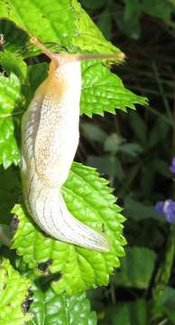 Image of Elisolimax flavescens (Keferstein 1866)