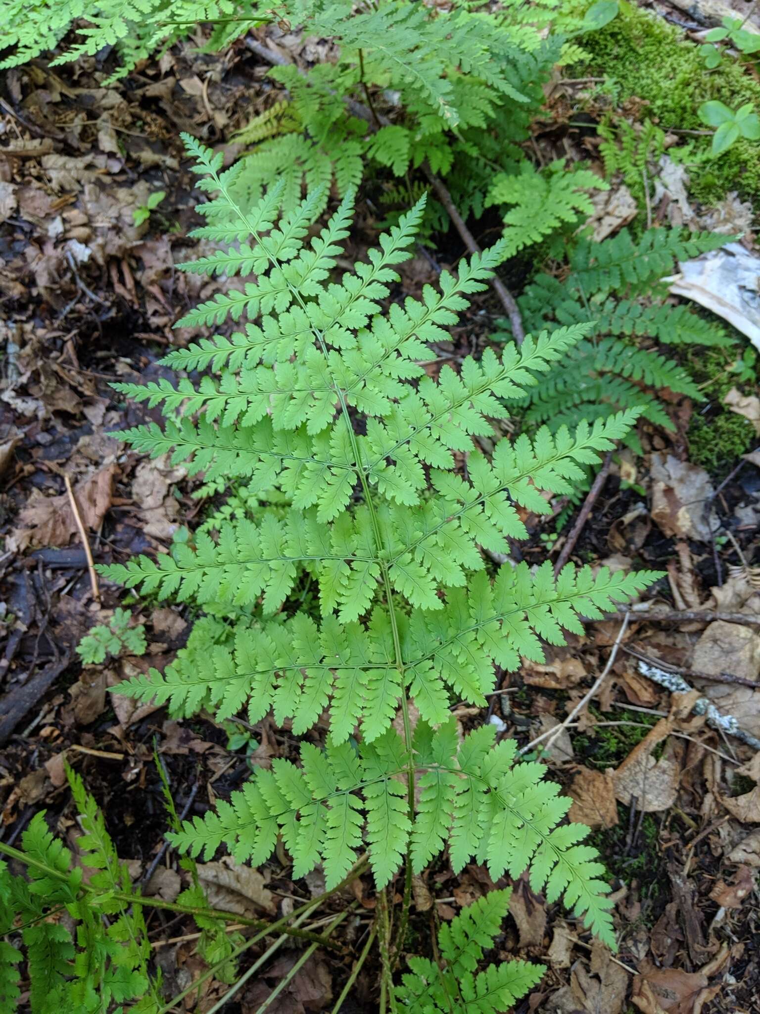 Image of mountain woodfern