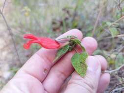 Imagem de Salvia disjuncta Fernald