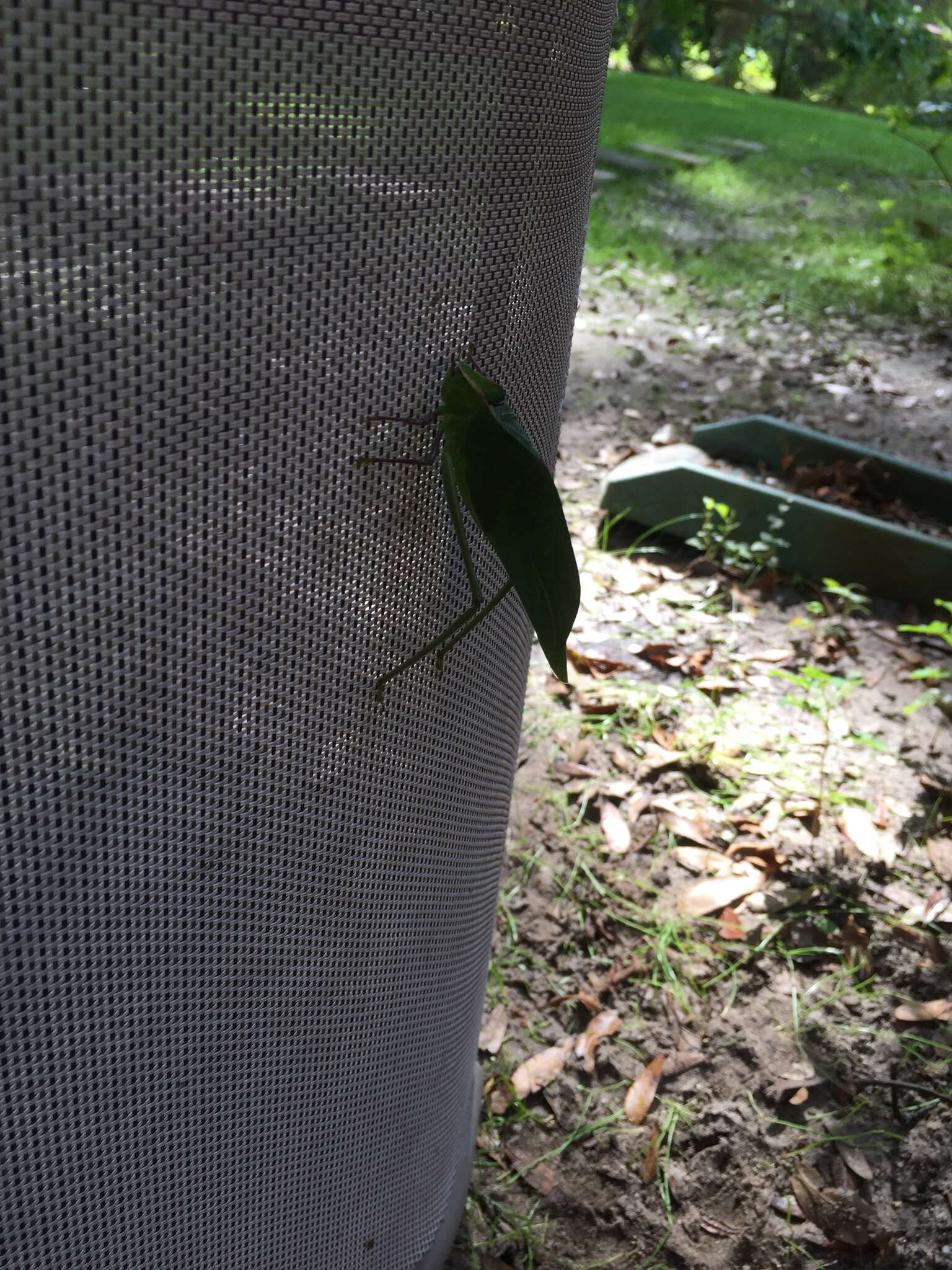 Image of Giant Katydid